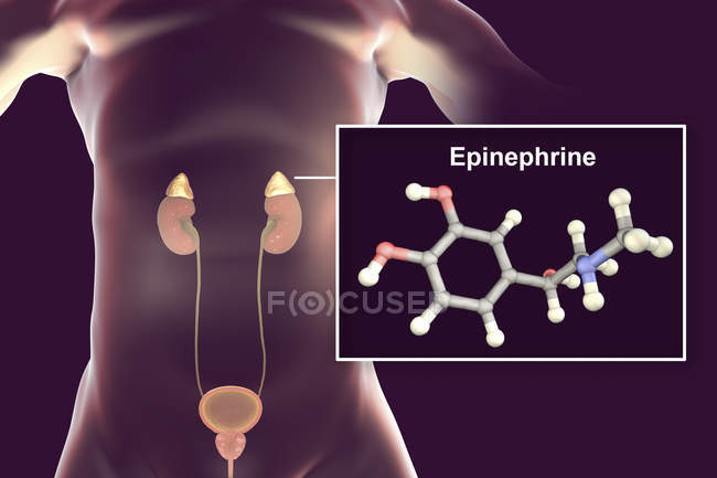 Illustration der Nebenniere und des molekularen Modells des Adrenalins. — Stockfoto