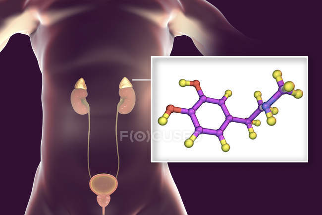 Illustration de la glande surrénale et modèle moléculaire de l'adrénaline
. — Photo de stock