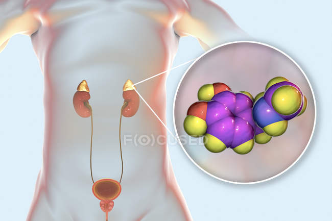 Illustrazione digitale delle ghiandole surrenali nel corpo umano e modello molecolare di adrenalina . — Foto stock