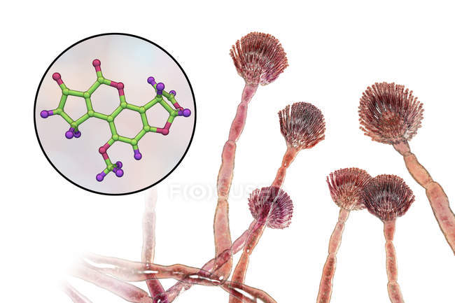 Aflatoxin B1 modèle moléculaire de mycotoxine et vue rapprochée des champignons Aspergillus flavus. — Photo de stock