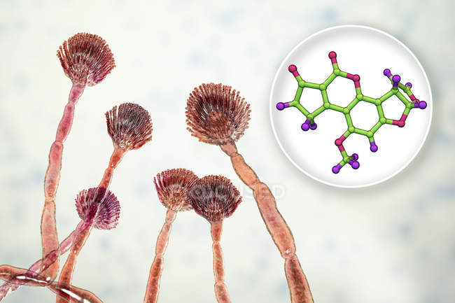 Aflatoxin B1 modèle moléculaire de mycotoxine et vue rapprochée des champignons Aspergillus flavus. — Photo de stock