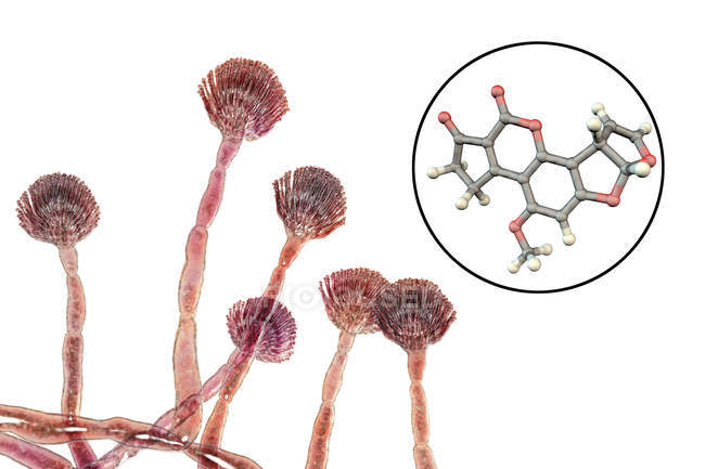 Aflatoxin b1 Molekularmodell von Mykotoxin und Nahaufnahme von Aspergillus flavus Pilzen. — Stockfoto