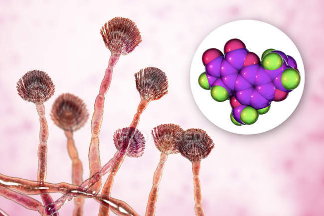Modello molecolare di aflatossina B1 di micotossina e visione ravvicinata dei funghi Aspergillus flavus . — Foto stock