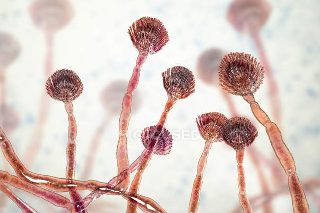 Digital illustration of saprophyte green mould conidiophore producing conidia. — Stock Photo
