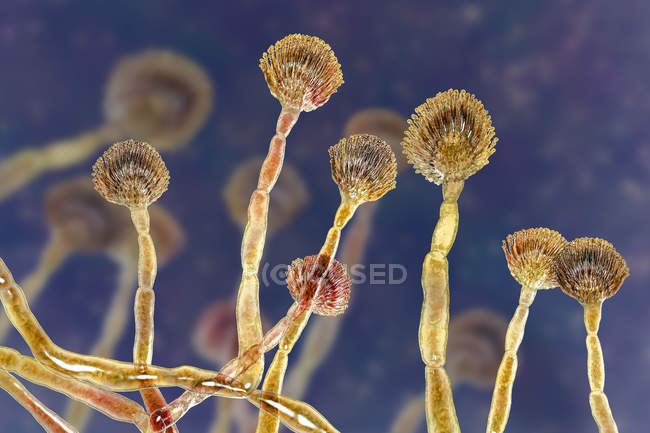 Ilustración digital del molde verde saprofita conidióforo productor de conidios . - foto de stock