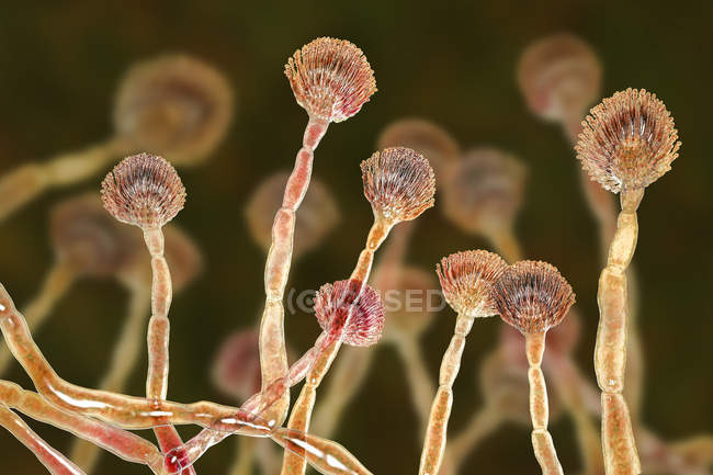 Ilustración digital del molde verde saprofita conidióforo productor de conidios . - foto de stock