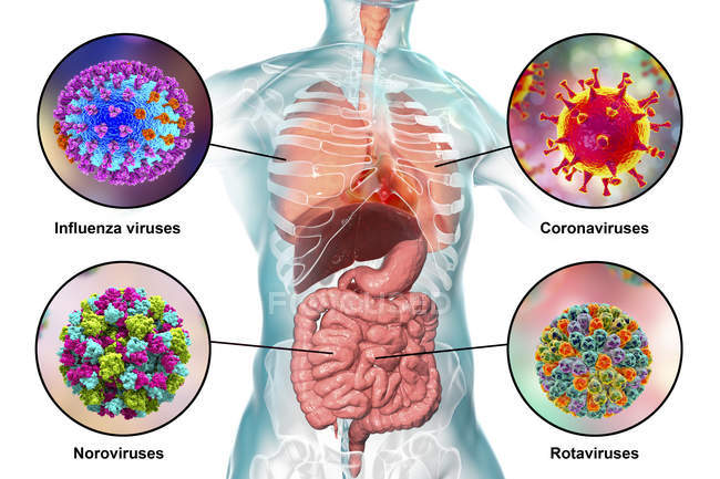Virus patogeni umani che causano infezioni respiratorie ed enteriche, illustrazione digitale
. — Foto stock