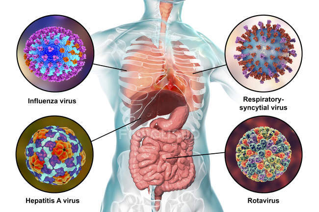 Vírus patogénicos humanos causadores de infecções respiratórias e entéricas, ilustração digital
. — Fotografia de Stock