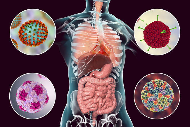 Virus patógenos humanos que causan infecciones respiratorias y entéricas, ilustración digital
. - foto de stock