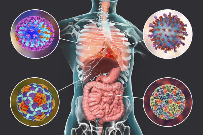 Human pathogenic viruses causing respiratory and enteric infections, digital illustration. — Stock Photo