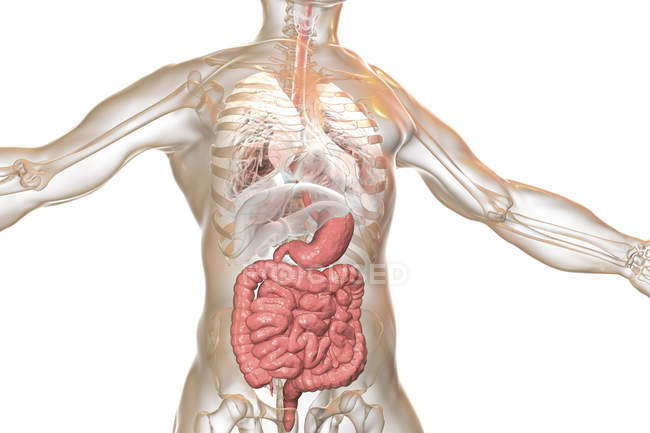 Human body anatomy with highlighted digestive system, digital illustration. — Stock Photo
