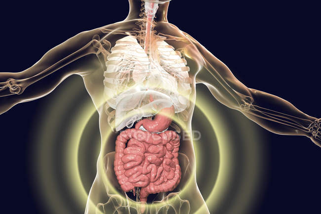 Anatomie des menschlichen Körpers mit hervorgehobenem Verdauungssystem, digitale Illustration. — Stockfoto