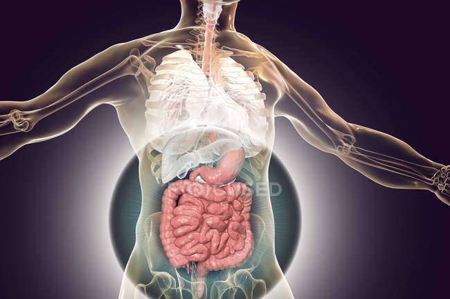 Anatomía del cuerpo humano con sistema digestivo resaltado, ilustración digital
. - foto de stock