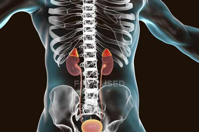 Rins e glândulas supra-renais destacados dentro do corpo humano, ilustração digital
. — Fotografia de Stock