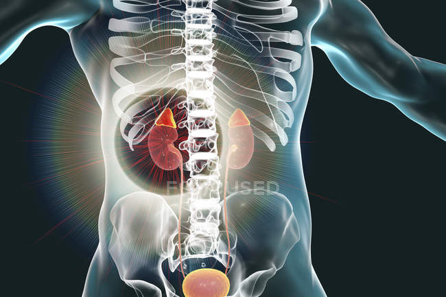 Rins e glândulas supra-renais destacados dentro do corpo humano, ilustração digital
. — Fotografia de Stock