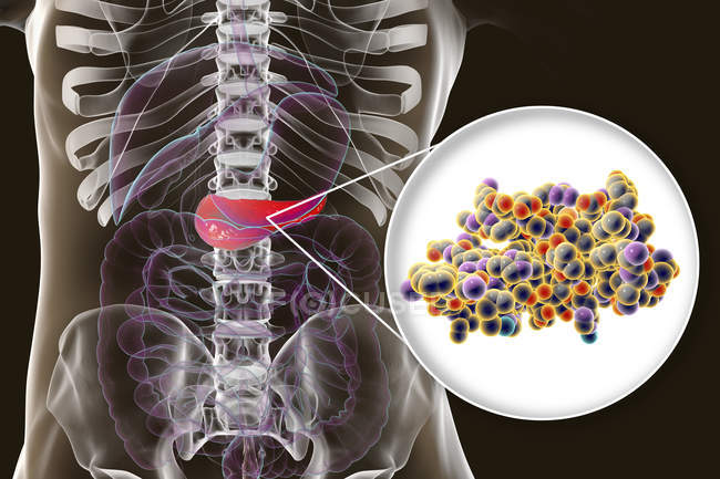 Поджелудочная железа в организме человека и крупный план молекулы инсулина, цифровая иллюстрация
. — стоковое фото