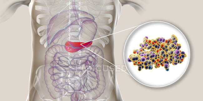 Páncreas en el cuerpo humano y vista de cerca de la molécula de insulina, ilustración digital
. - foto de stock