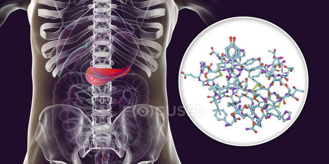 Páncreas en el cuerpo humano y vista de cerca de la molécula de insulina, ilustración digital
. - foto de stock