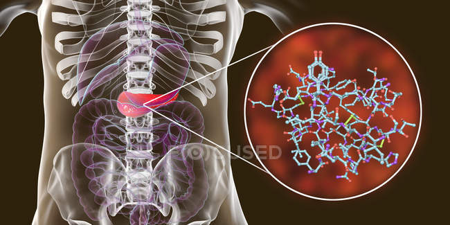 Pancreas nel corpo umano e visione ravvicinata della molecola di insulina, illustrazione digitale . — Foto stock