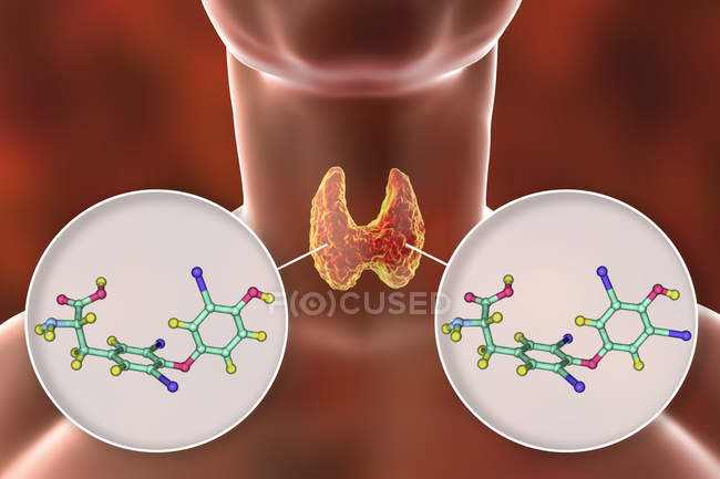 Molecules of thyroid hormones triiodothyronine T3 and thyroxine T4 in human body, digital illustration. — Stock Photo