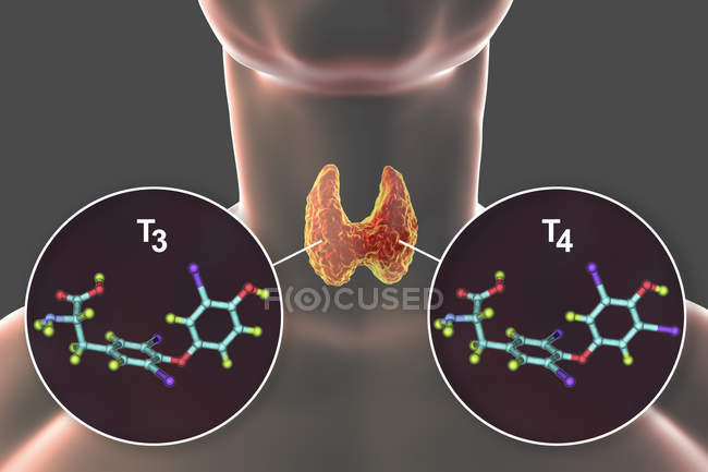 Moléculas de hormonas tiroideas triyodotironina T3 y tiroxina T4 en el cuerpo humano, ilustración digital . - foto de stock