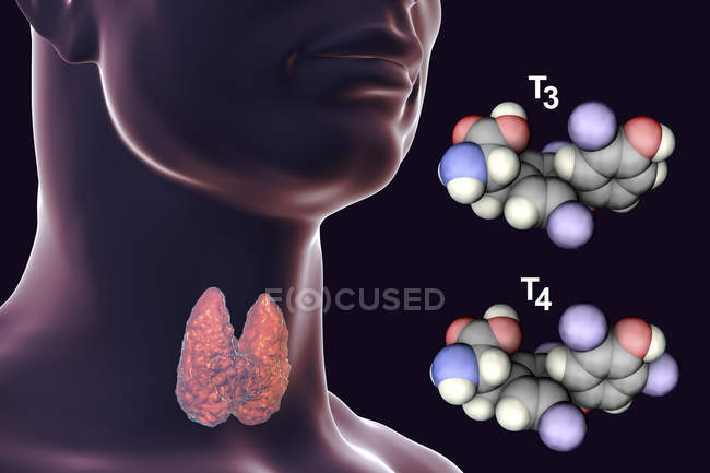 Moléculas de hormonas tiroideas triyodotironina T3 y tiroxina T4 en el cuerpo humano, ilustración digital . - foto de stock