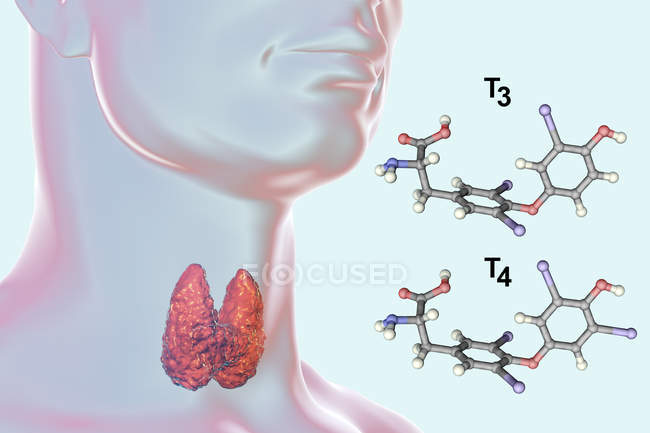 Molécula de hormona T3 de triyodotironina producida por la glándula tiroides, ilustración digital . - foto de stock