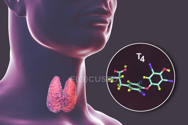 Molécula de la hormona tiroxina T4 producida por la glándula tiroides, ilustración digital . - foto de stock