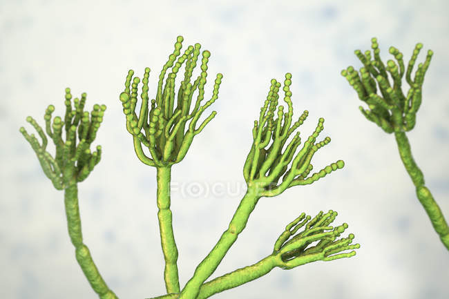 Ilustración digital de hongos Penicillium e hilos especializados de conidióforos
. - foto de stock