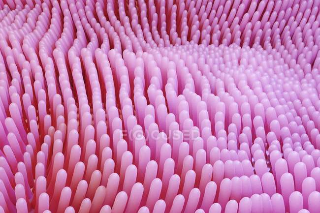 Цифровая иллюстрация кишечных ворсинок в пищеварительной системе . — стоковое фото