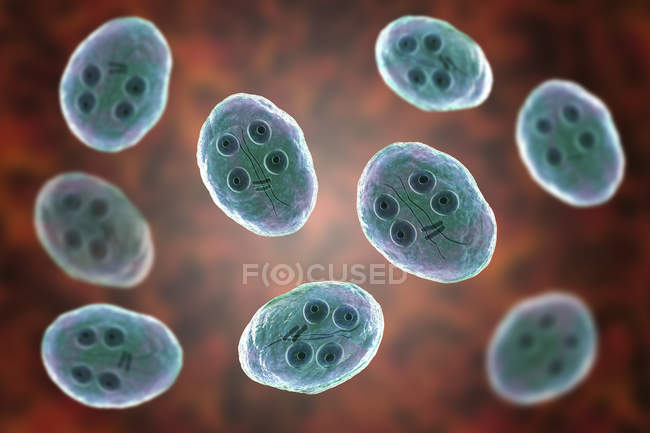 Grupo de cistos de Giardia intestinalis protozoários flagelados parasitas em intestino delgado, ilustração digital . — Fotografia de Stock