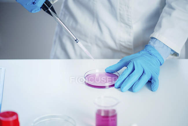 Técnico de laboratório com micro pipeta de amostragem em placa de Petri . — Fotografia de Stock