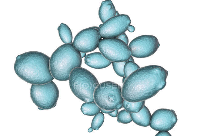 Цифровая иллюстрация растущих дрожжевых клеток Saccharomyces cerevisiae
. — стоковое фото
