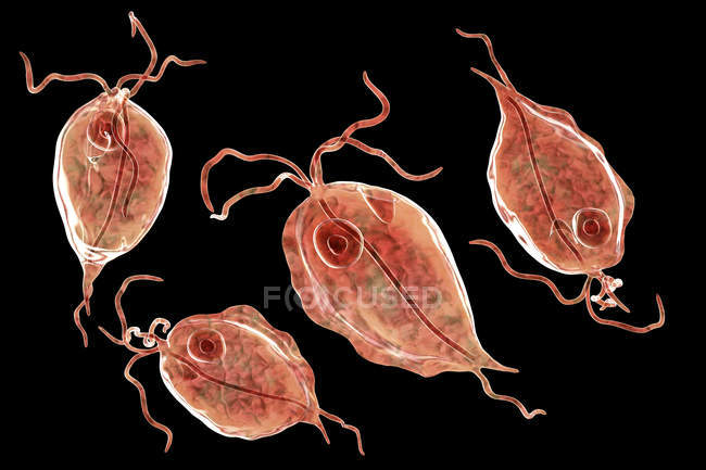 Grupo de protozoários parasitas Trichomonas hominis, ilustração digital . — Fotografia de Stock