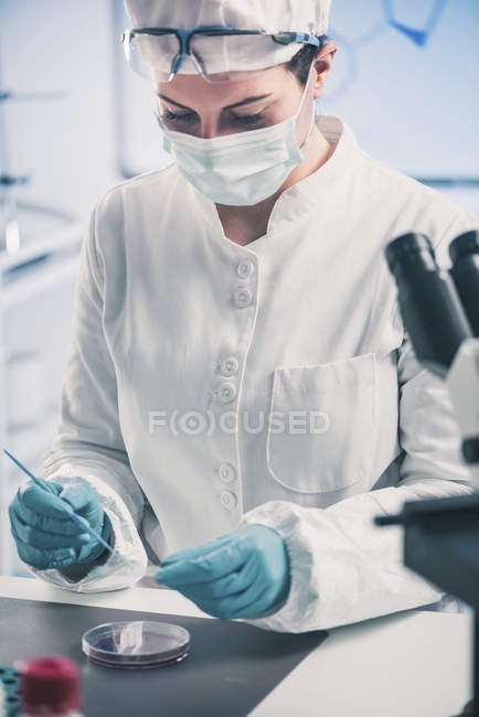 Microbiologiste travaillant en laboratoire avec la croissance des bactéries dans la boîte de Pétri . — Photo de stock