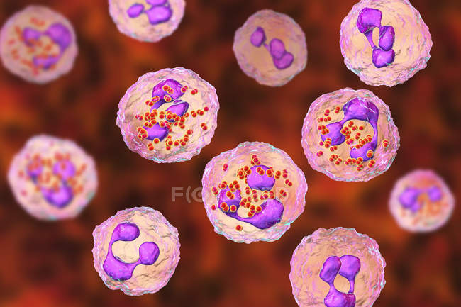 Цифровая иллюстрация спинномозговой жидкости и нейтрофилов с бактериями Neisseria meningitidis
. — стоковое фото