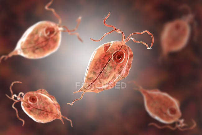 Grupo de parásitos protozoarios Trichomonas hominis, ilustración digital . - foto de stock