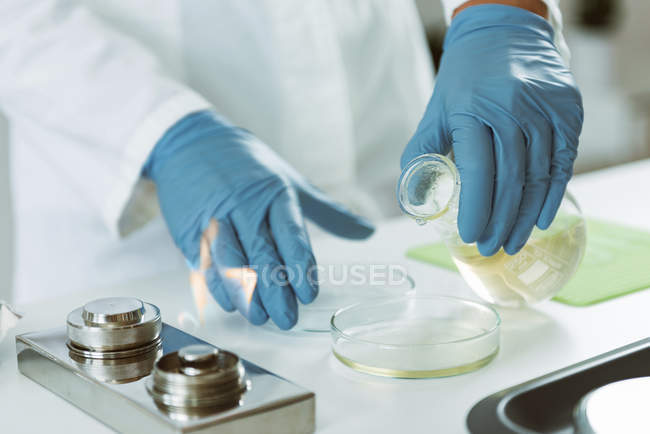 Manos de microbiólogo vertiendo agar en placa de Petri en laboratorio . - foto de stock