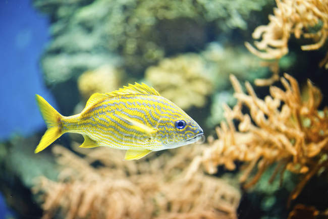 Gelber französischer Grunzfisch schwimmt im Wasser, Nahaufnahme. — Stockfoto