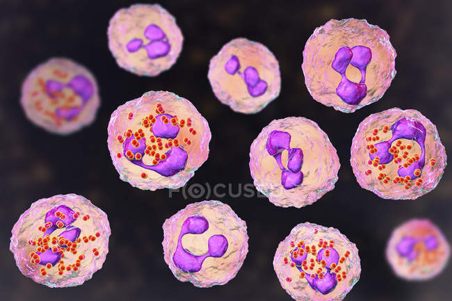 Digital illustration of cerebrospinal fluid and neutrophils with Neisseria meningitidis bacteria. — Stock Photo