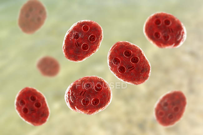Gruppe von Zysten der Giardia intestinalis Protozoen geißelte Parasiten im Dünndarm, digitale Illustration. — Stockfoto