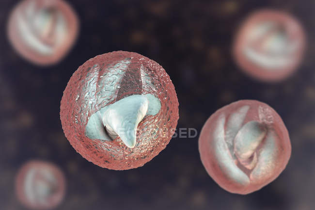 Cryptosporidium parvum parasites sous forme d'oocystes causant une cryptosporidiose, illustration numérique
. — Photo de stock