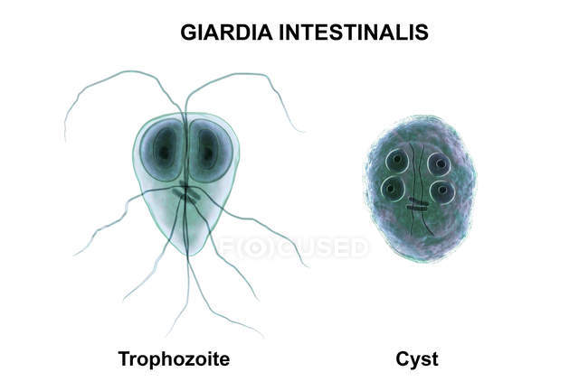 Giardia intestinalis, trofozoito y quiste, parásito flagelado en el intestino delgado, ilustración digital . - foto de stock