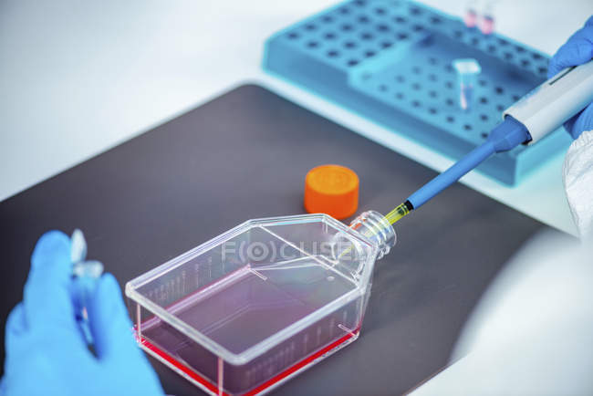 Laboratoire de biologie scientifique mains travaillant avec la culture cellulaire en fiole
. — Photo de stock