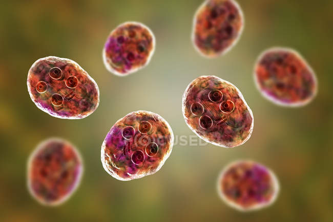 Grupo de cistos de Giardia intestinalis protozoários flagelados parasitas em intestino delgado, ilustração digital . — Fotografia de Stock