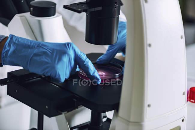 Wissenschaftlerhände untersuchen Probe in Petrischale unter Lichtmikroskop. — Stockfoto