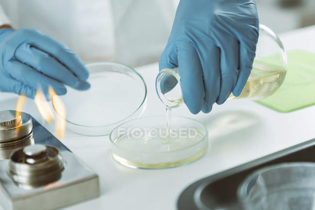 Mãos de microbiologista derramando ágar em placa de Petri em laboratório
. — Fotografia de Stock