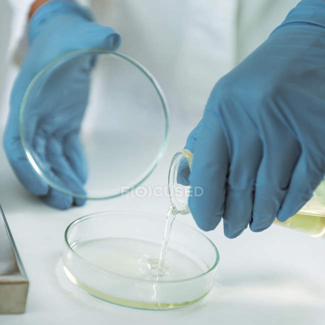 Manos de microbiólogo vertiendo agar en placa de Petri en laboratorio . - foto de stock
