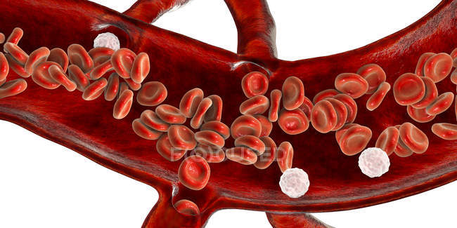 Красные кровяные тельца и лейкоциты в поперечном сечении кровеносных сосудов, цифровая иллюстрация . — стоковое фото