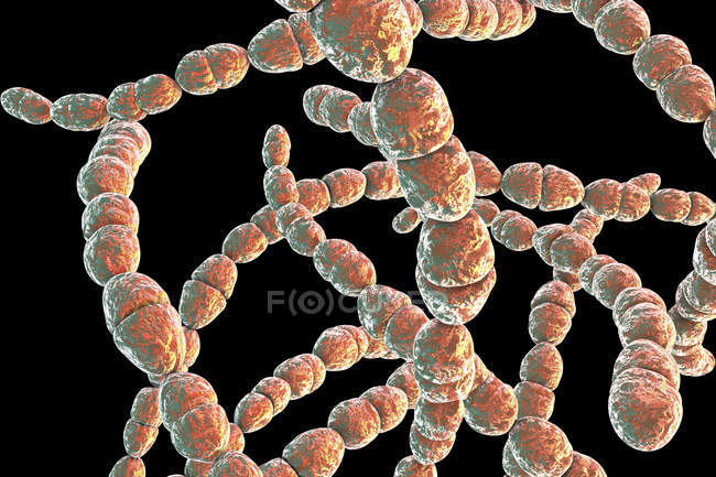 Ilustración digital de la bacteria Streptococcus thermophilus para la industria láctea sobre fondo negro . - foto de stock